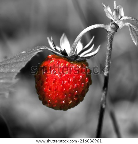 Nature environmental image: colorful red wild strawberry berry close up which grows among other plants in forest with black and white colorless background. Can be used as a background or wallpaper.