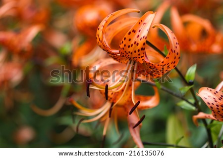 Tiger lilies in  garden. Lilium lancifolium (syn. L. tigrinum) is one of several species of orange lily flower to which the common name Tiger Lily is applied. Can be used as a wallpaper or background.
