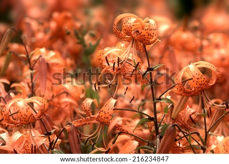 Tiger lilies in a garden. Lilium lancifolium (syn. L. tigrinum) is one of several species of orange lily flower to which the common name Tiger Lily is applied. Can be used as wallpaper or background.