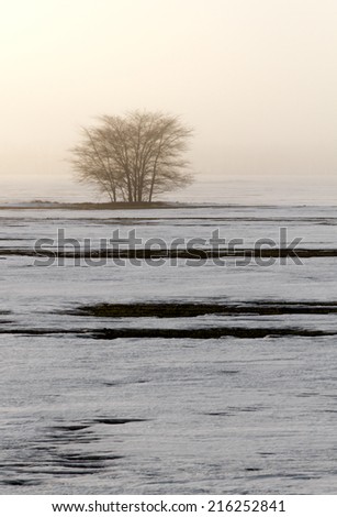 Seasonal nature image: landscape with lonely unique winter tree in a misty snow plain (solitude concept). Can be used as a postcard, background or wallpaper.