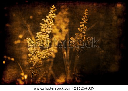 Grunge sepia fabric textured vintage closeup image of astilbe flowers of growing by summer in garden or park with blurred background.  Can be used as a wallpaper or postcard.