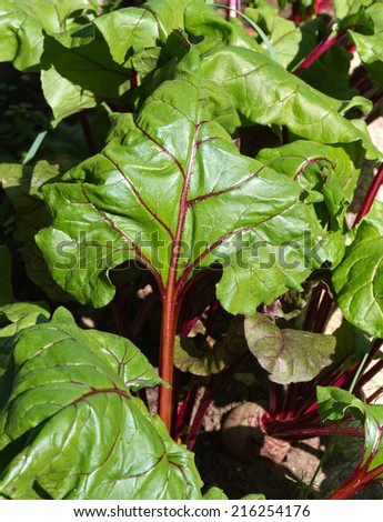 Agriculture image: red beetroot leaves in the garden at sunny summer day.