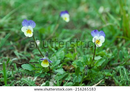 Botanic gardening plant nature image: pansy (viola tricolor, Viola cornuta) flowers closeup among green plants over blurred background. Can be used as a wallpaper or postcard.