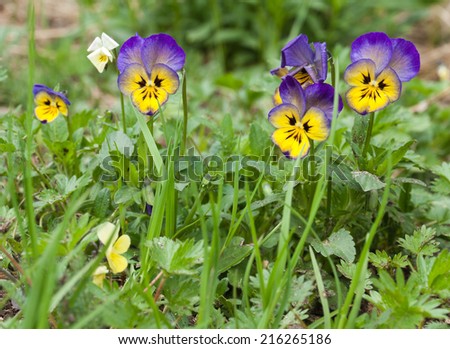 Botanic gardening plant nature image: pansy (viola tricolor, Viola cornuta) flowers closeup among green plants over blurred background. Can be used as a wallpaper or postcard.