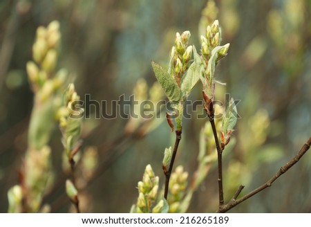 Natural seasonal spring eco background: pattern of apple-tree branches with young  foliage with defocused green garden backdrop. Can be used as a wallpaper or postcard.