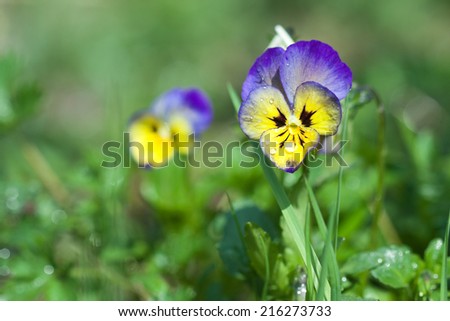 Botanic gardening plant nature image: pansy (viola tricolor, Viola cornuta) with rain drops (dew) closeup among green plants over blurred background. Can be used as a wallpaper or postcard.