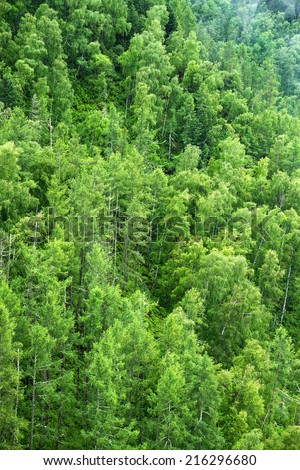 Birch forest covering a mountain slope alight by sunlight in summer. Shot has been done in the Altai region (Russia).