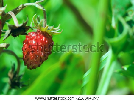 Nature environmental ecology image: fresh wild strawberry berry closeup with green blurred background composed of other plants and grass growing in forest. Can be used as a background or wallpaper.