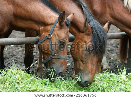 Breeding agricultural image: horses at a farm feeding by green grass.