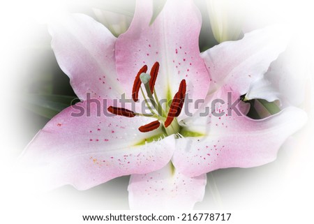 Nature background pattern: petals, pistil and stamens of lily flower closeup