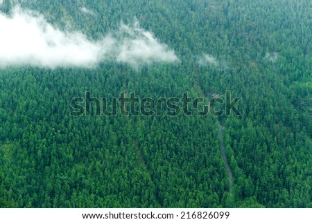 Aerial view on a fir forest covering a mountain descent with a little white cloud in front of it. Shot was done in the Altai region (Russia). Image can be used as a background, wallpaper or postcard.