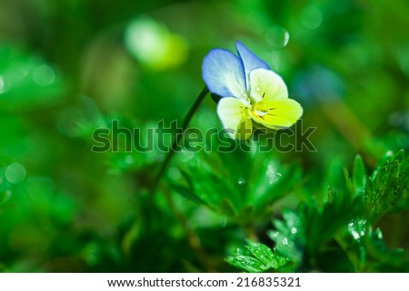 Botanic gardening plant nature image: pansy (viola tricolor, Viola cornuta) with rain drops (dew) closeup among green plants over blurred background. Can be used as a wallpaper or postcard.