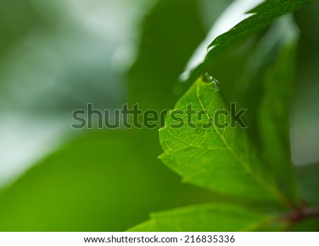 Nature background:  pattern of fresh green vine leaves close up partially blurred.