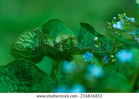 Botanic gardening plant nature image: forget-me-not (myosotis, boraginaceae, cynoglossum) flowers closeup among green plants over blurred background. Can be used as a wallpaper or postcard.