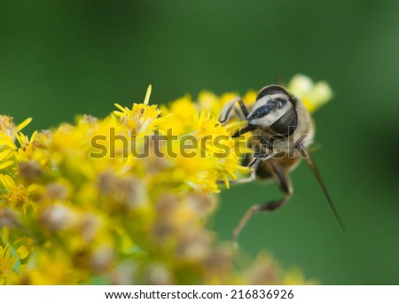 Nature image showing details of insect life: closeup / macro of a hoverfly (syrphidae, hover fly, fllower fly) sitting on the yellow flower. Can be used as a wallpaper, background or postcard.