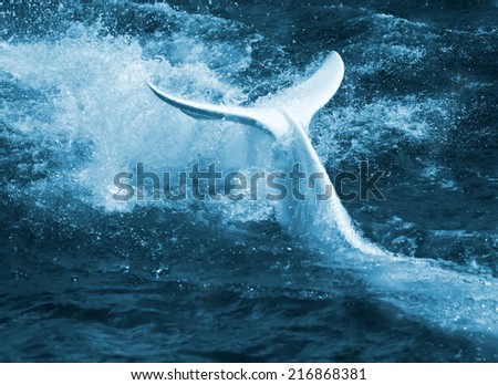 Water turbulence, foam and splashes produced by a white whale by means of its tail flipper.