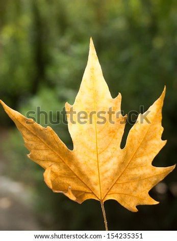 Autumn scenery, beautiful maple leaves.