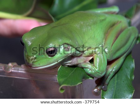 Giant Green Tree Frog waiting for a free feed of crickets