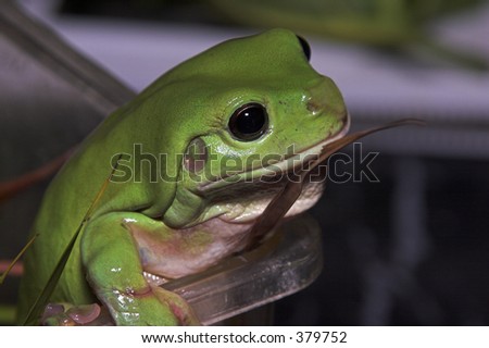 Giant Green Tree Frog climbing out of plastic container.