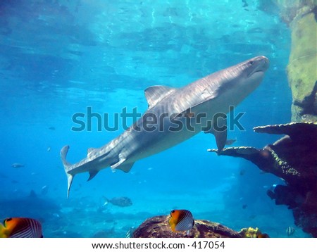 Tiger shark swimming over reef, butterfly fish in foreground
