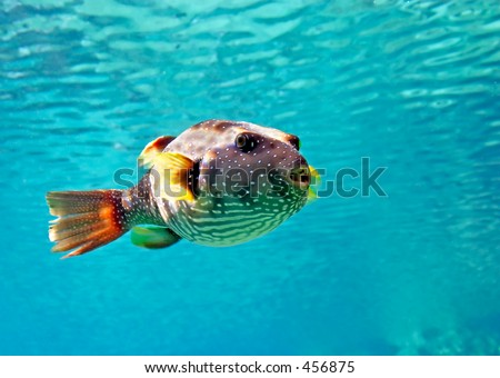 Tropical Toadfish swimming in open water