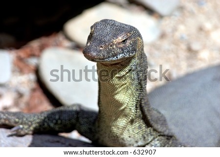 Australian Monitor Lizard (Goanna) front view of face