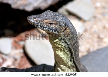 Australian Monitor Lizard (Goanna) side view of face
