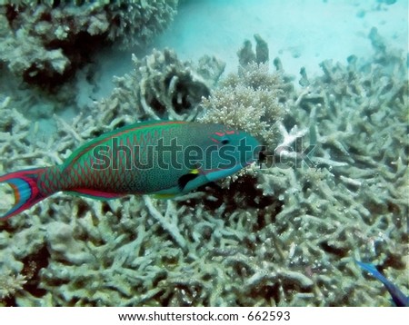 Parrotfish swimming over broken coral bottom, Great Barrier Reef