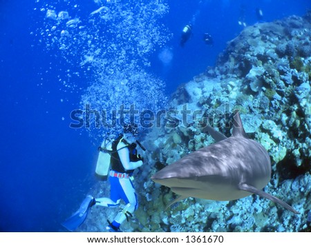 Diver and reef shark
