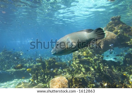 Hump-Headed Maori Wrasse from the Great Barrier Reef. Also known as a Giant or Napoleon Wrasse. (Cheilinus undulatus)