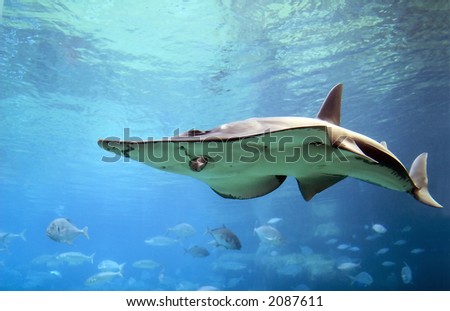 White-Spotted Shovelnose Ray (Rhynchobatus djiddensis) with light from gills showing inside mouth