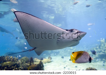 Spotted Eagle-rays (Aetobatus narinari) swimming over coral reef,Lined Butterflyfish.