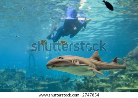 Grey Carpet Shark