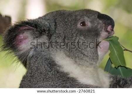 Young Koala sitting in tree eating gum leaves