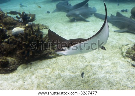 Spotted Eagle-rays (Aetobatus narinari) swimming over coral reef.