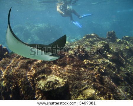 Spotted Eagle-rays (Aetobatus narinari) swimming over coral reef, with diver in background.