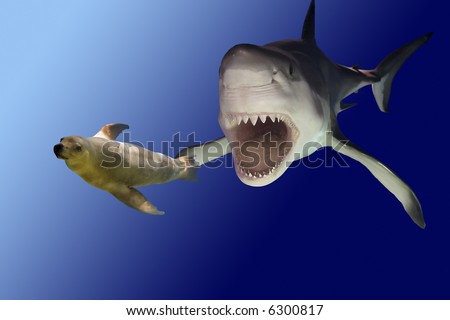 Approaching Great White Shark, known as a white pointer shark and fleeing seal.
