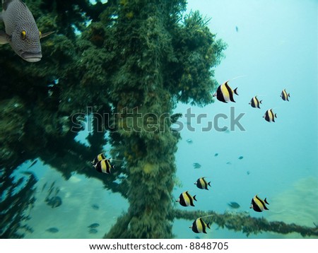 A family of Moorish Idols (Zanclus cornutus) known as Gill in Finding Nemo and Estuary Cod (Epinephelus coioides) swimming over growth covered wreck.