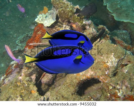 Wedgetailed Blue Tang (Paracanthurus hepatus) swimming over a wreck covered in coral.
