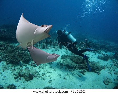 Spotted Eagle-rays (Aetobatus narinari) swimming over coral reef, with divers in the background.