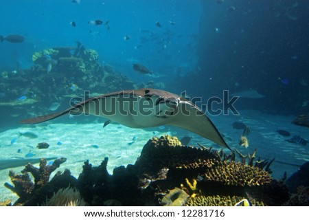Spotted Eagle-rays (Aetobatus narinari) swimming over coral reef, with blue background.