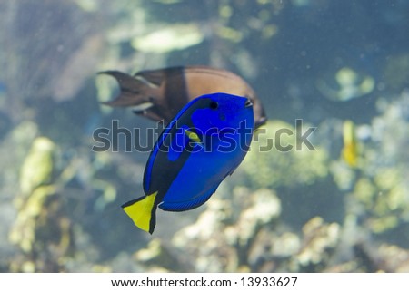 Wedgetailed Blue Tang (Paracanthurus hepatus) swimming over tropical reef.