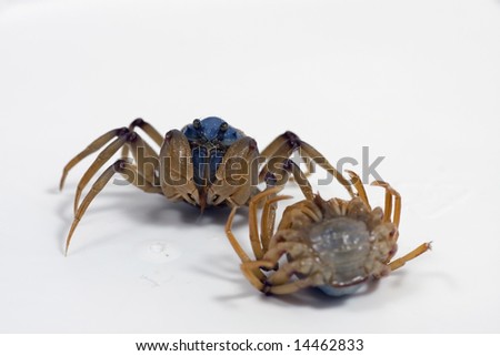 Blue Soldier Crab