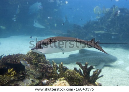 Spotted Eagle-rays (Aetobatus narinari) swimming over coral reef