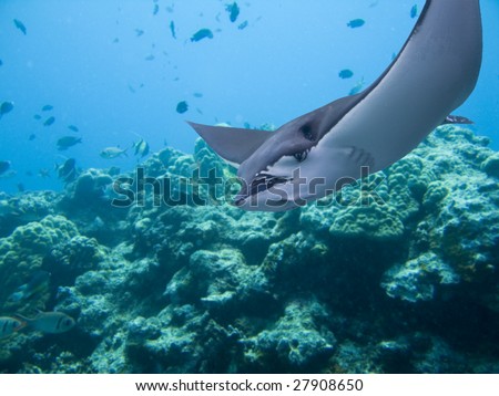 Spotted Eagle-rays (Aetobatus narinari) swimming over coral reef