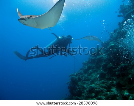 Spotted Eagle-rays (Aetobatus narinari) swimming over coral reef, scuba diver in background
