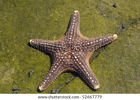 Five Legged Starfish moving on a rocky coral reef