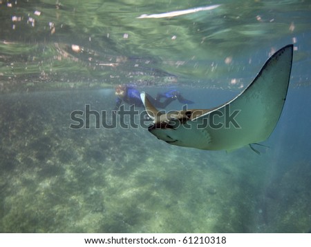 Spotted Eagle-rays (Aetobatus narinari) swimming over coral reef with diver in background