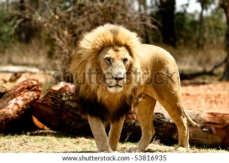 Male lion in a nature reseve near Johannesburg