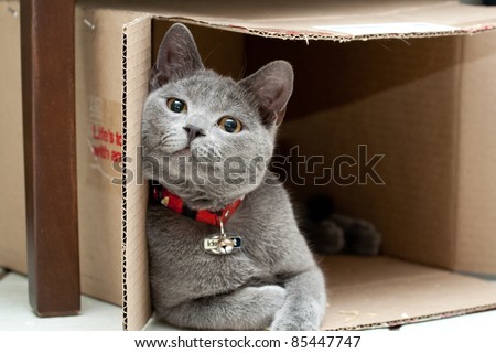 Beautiful grey cat in a box